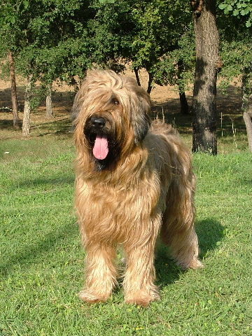 CH. Vixen des Plaines de Brotonne