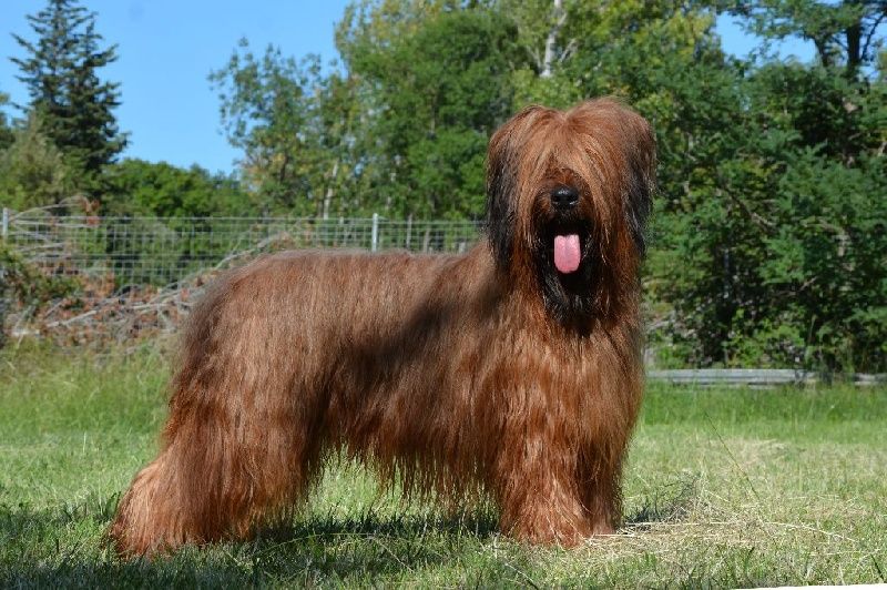 CH. Eragon des Plaines de Brotonne